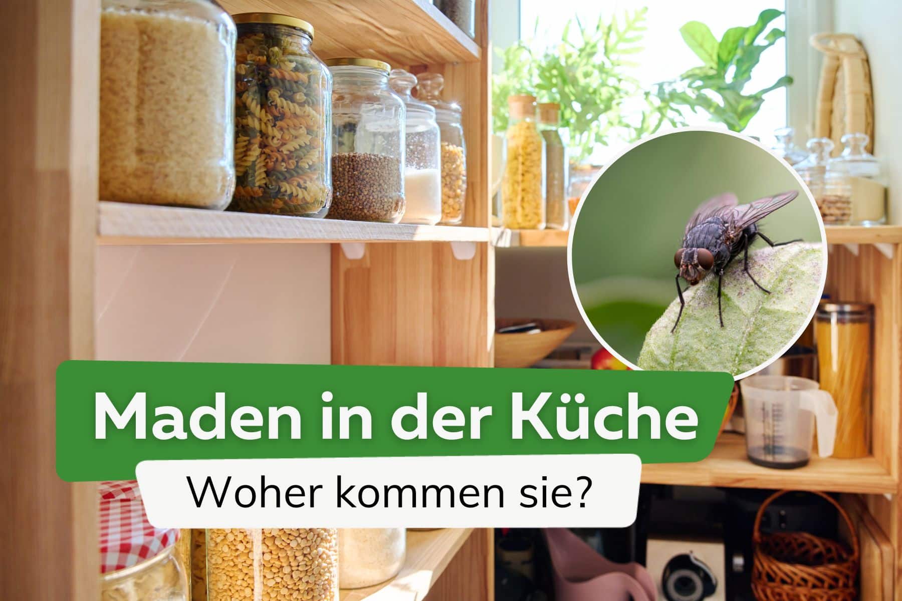 Maden in der Küche; Fliege und ein Vorratsschrank