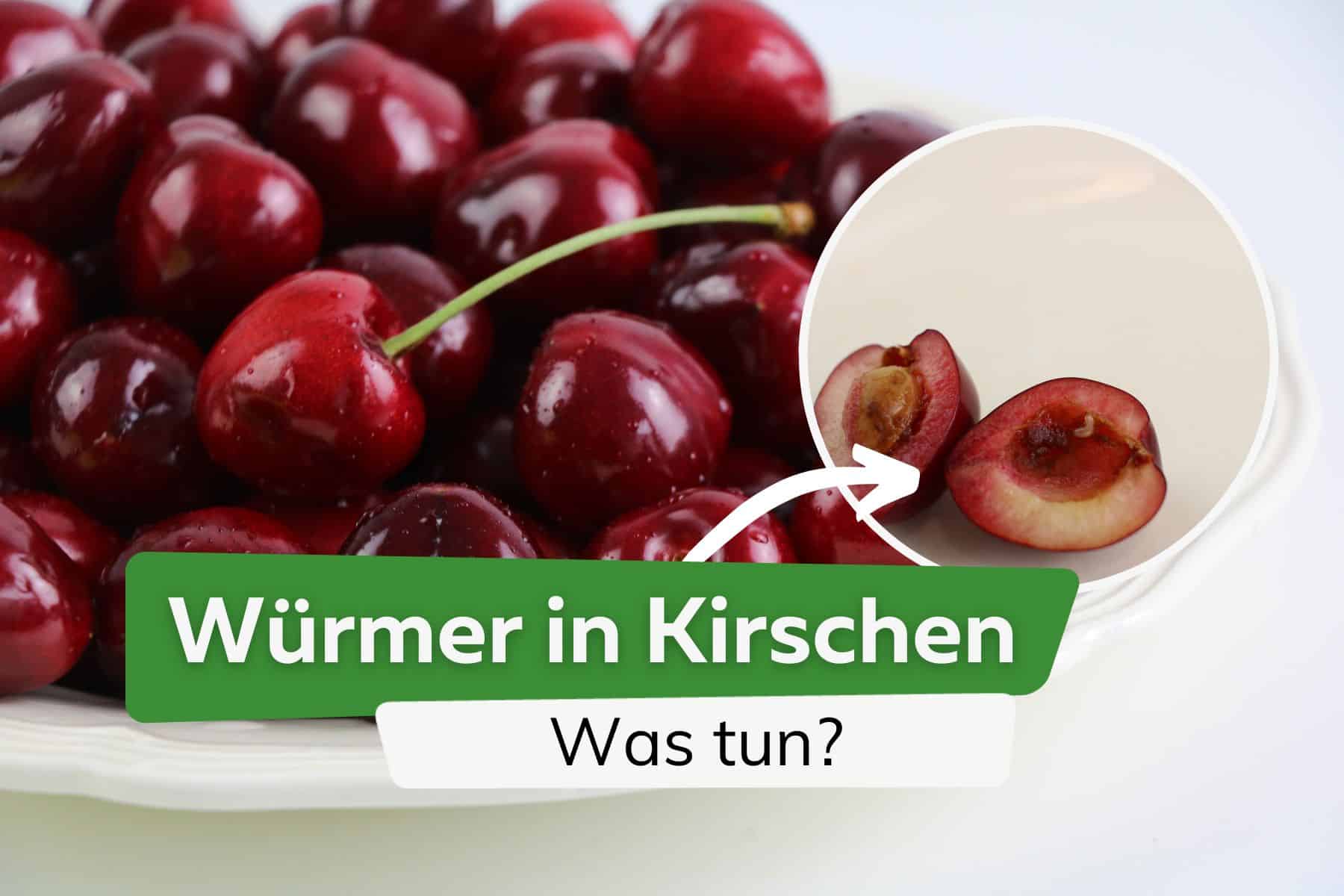 Würmer in Kirschen