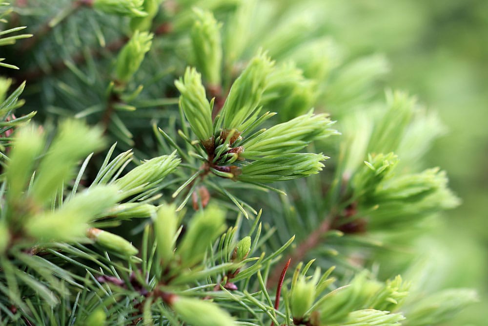 Zwerghut-Fichte – Picea glauca