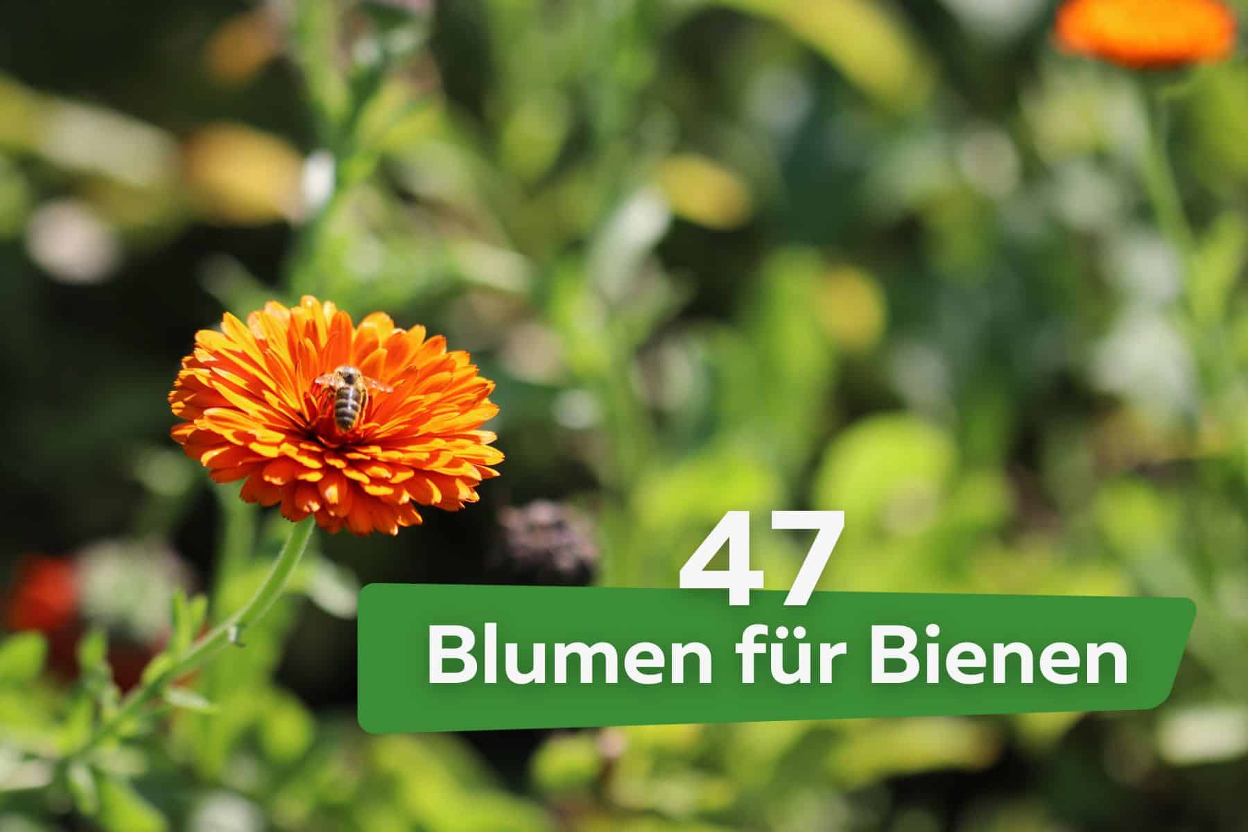 47 bienenfreundliche Blumen | Blumen für Bienen