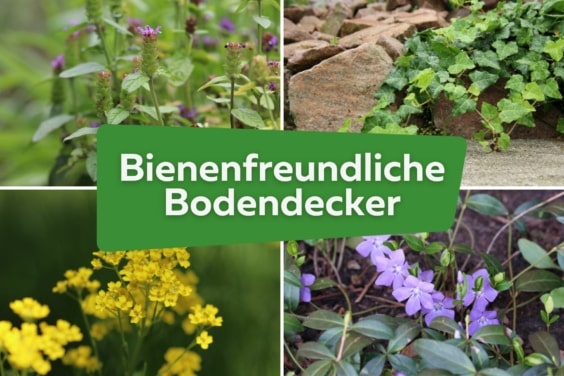 bienenfreundliche Bodendecker