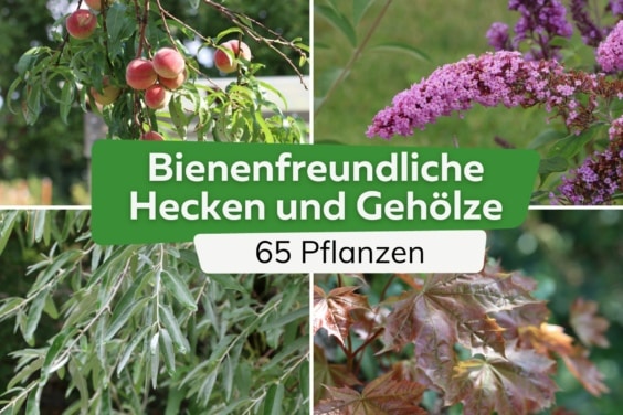 65 bienenfreundliche Hecken und Gehölze