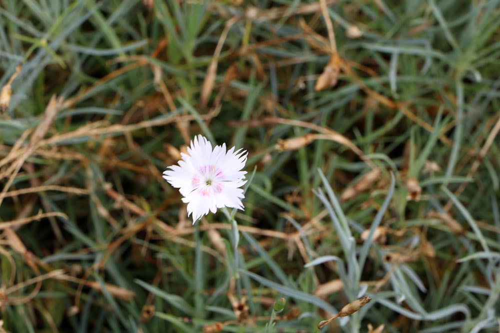 Federnelke (Dianthus plumarius)