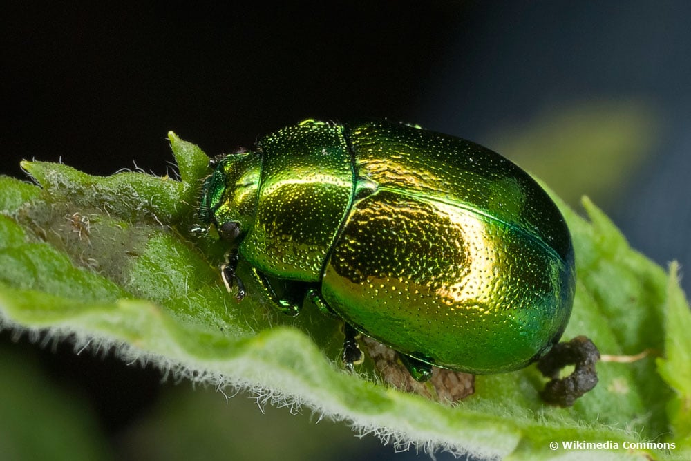 Minzeblattkäfer ist ein grün glänzender Käfer