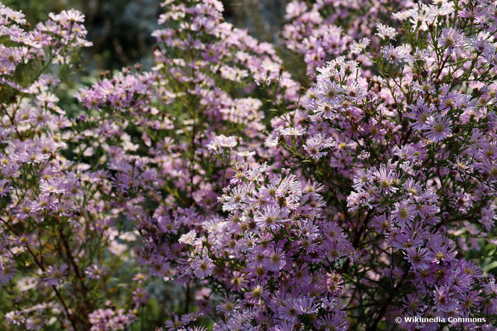 Steinaster (aster ericoides)