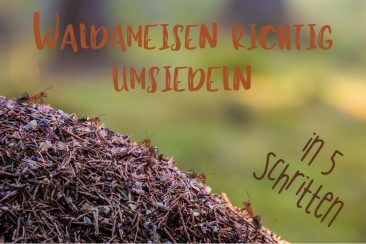 Waldameisen umsiedeln - Titel