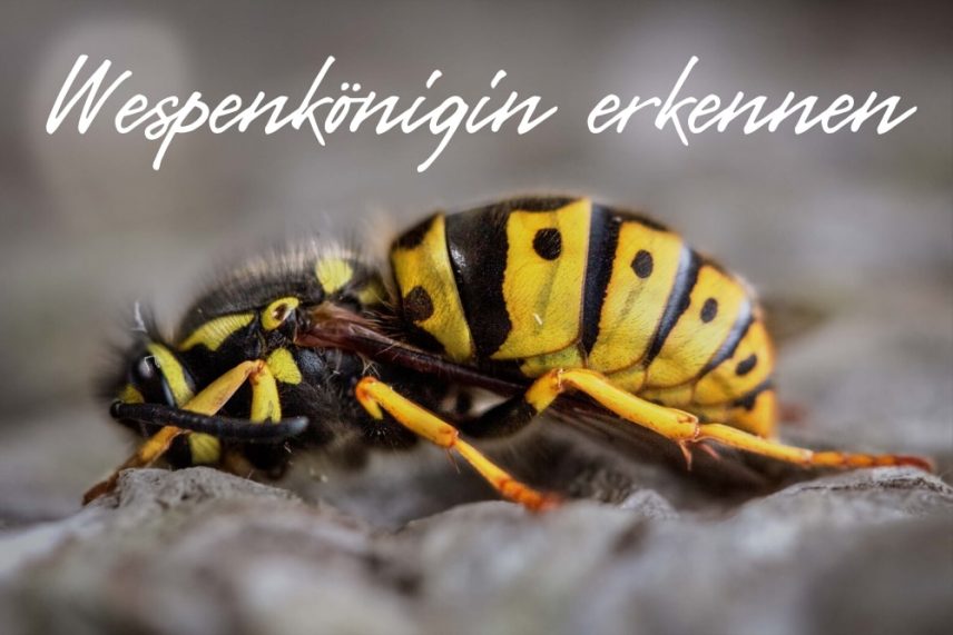 Wespenkönigin erkennen mit Bild: Größe + Merkmale