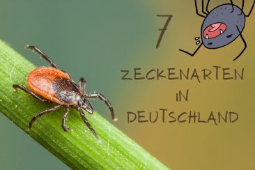 Zeckenarten - Titel