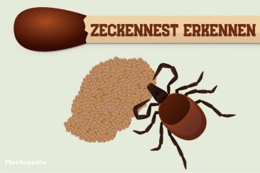 Zeckennest erkennen - Titel