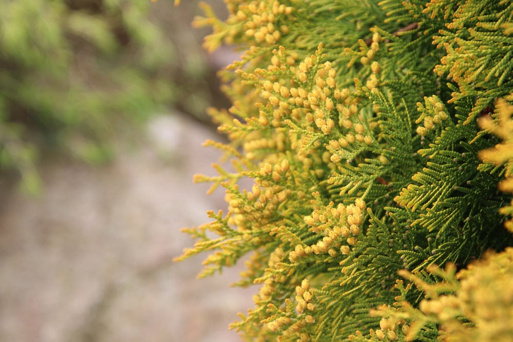 Abendländischer Lebensbaum (Thuja occidentalis)