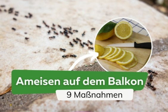 Ameisen auf dem Balkon loswerden