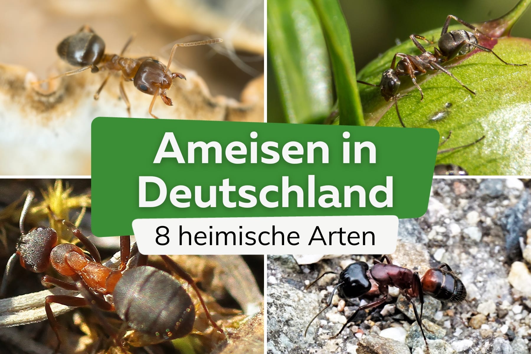 8 heimische Ameisenarten in Deutschland mit Bild