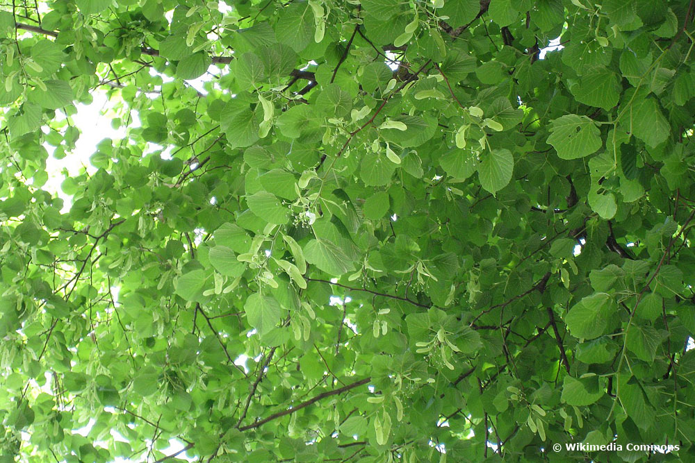 Amerikanische Linde (Tilia americana)