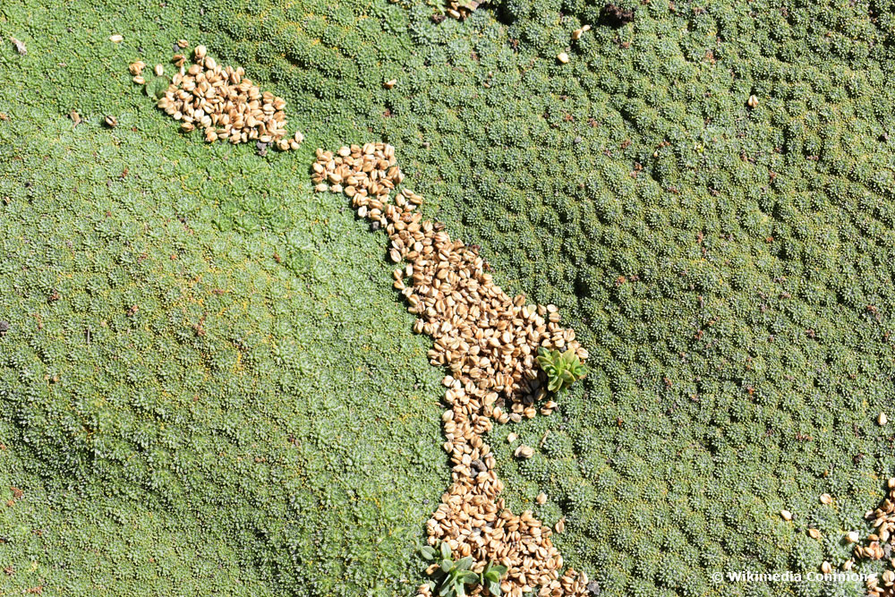 Andenpolster (azorella trifurcata) ist ein bienenfreundlicher Bodendecker