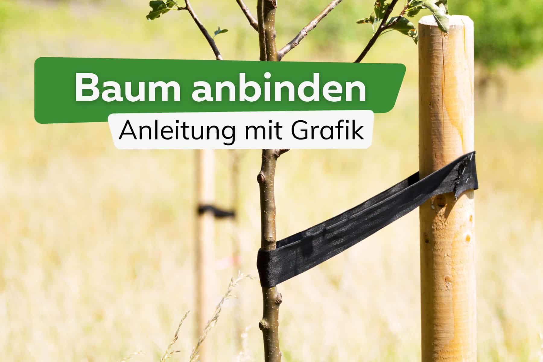 Baum anbinden: Anleitung mit Grafik