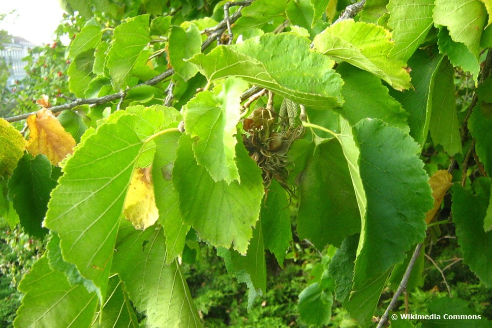 Baumhasel (corylus colurna)