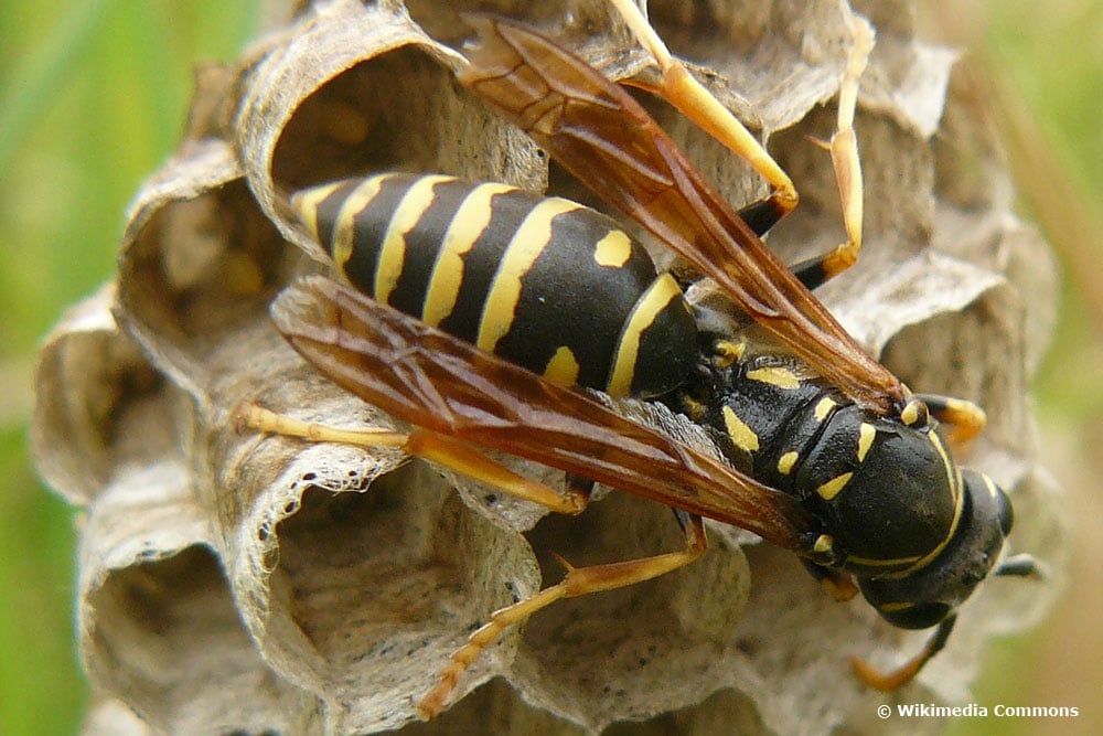 Berg-Feldwespe (Polistes biglumis)