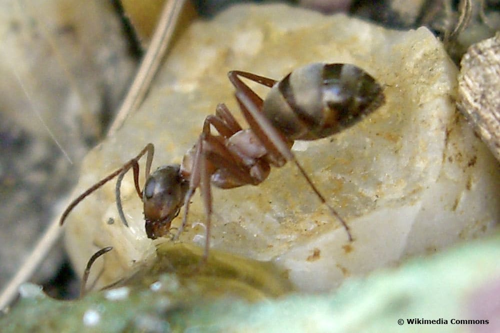 Blutrote Raubameise (Formica sanguinea)