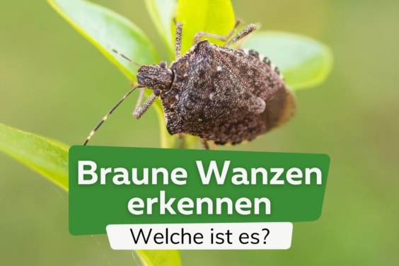 Braune Wanzen: wer ist es? Stinkwanzen & Co