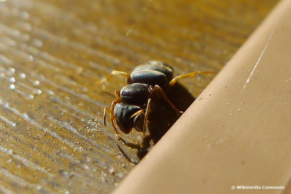 Braune Wegameise (Lasius brunneus), Ameisenarten