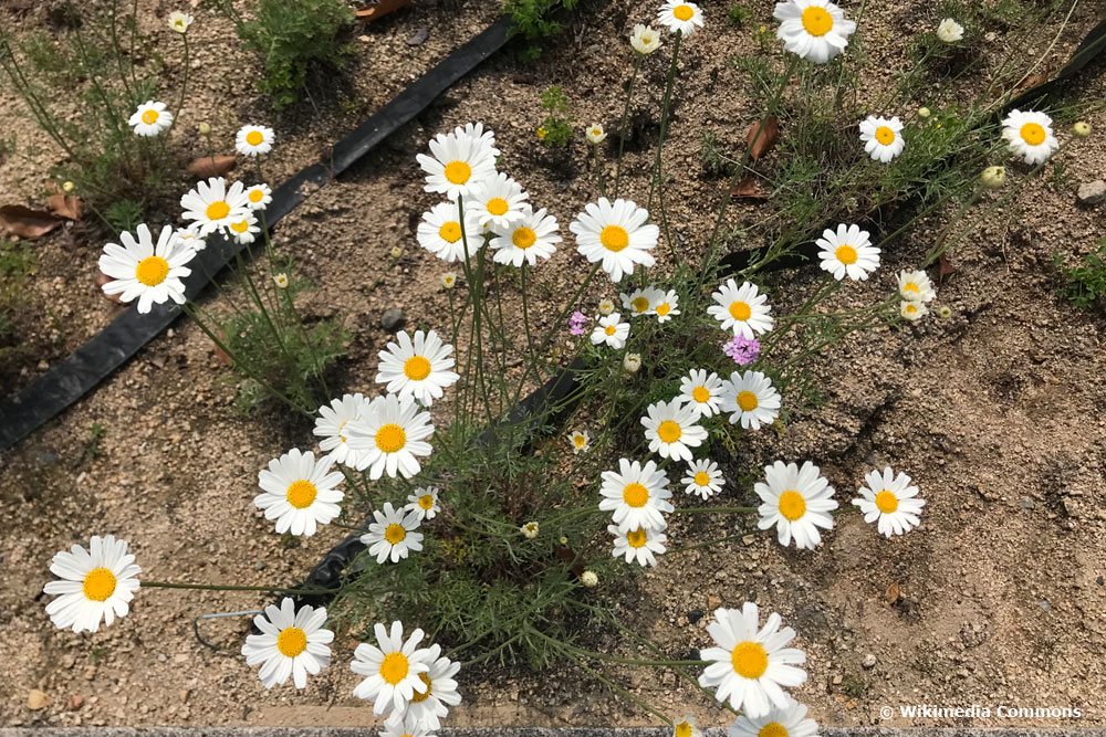 Dalmatinische Insektenblume