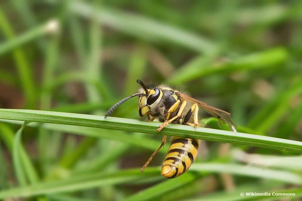 Deutsche Wespe (Vespula germanica), Wespenarten