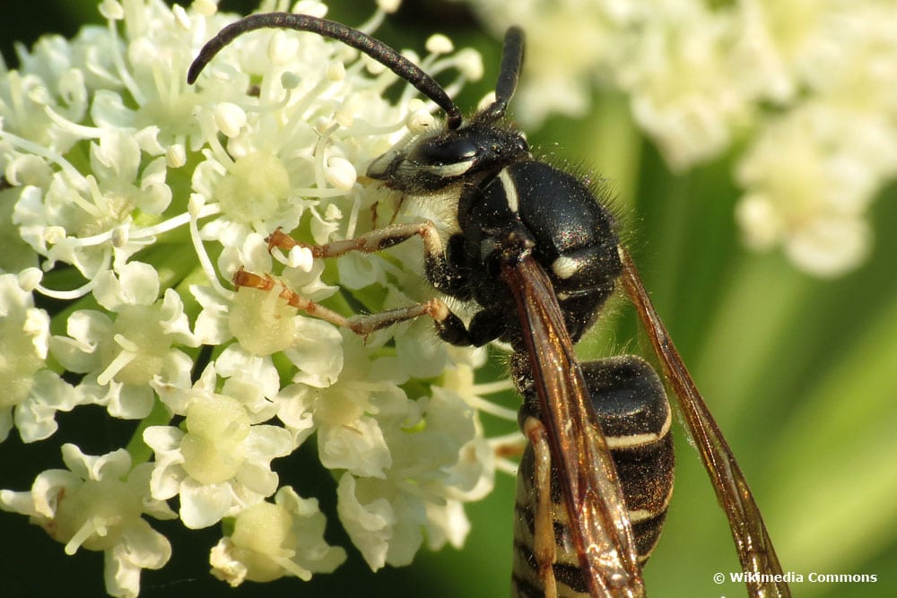 Falsche Kuckuckswespe (Dolichovespula adulterina)