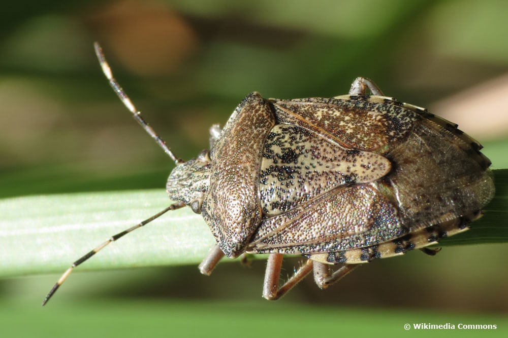 Feldwanze, Rhaphigaster nebulosa