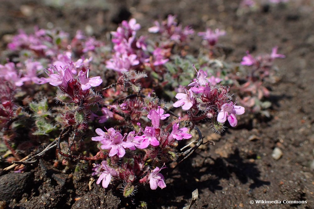 Filziger Thymian ist bienenfreundlich