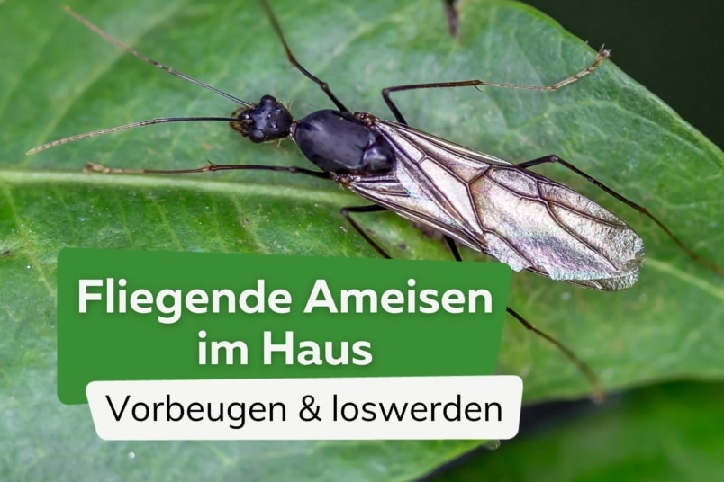 Fliegende Ameisen im Haus richtig bekämpfen