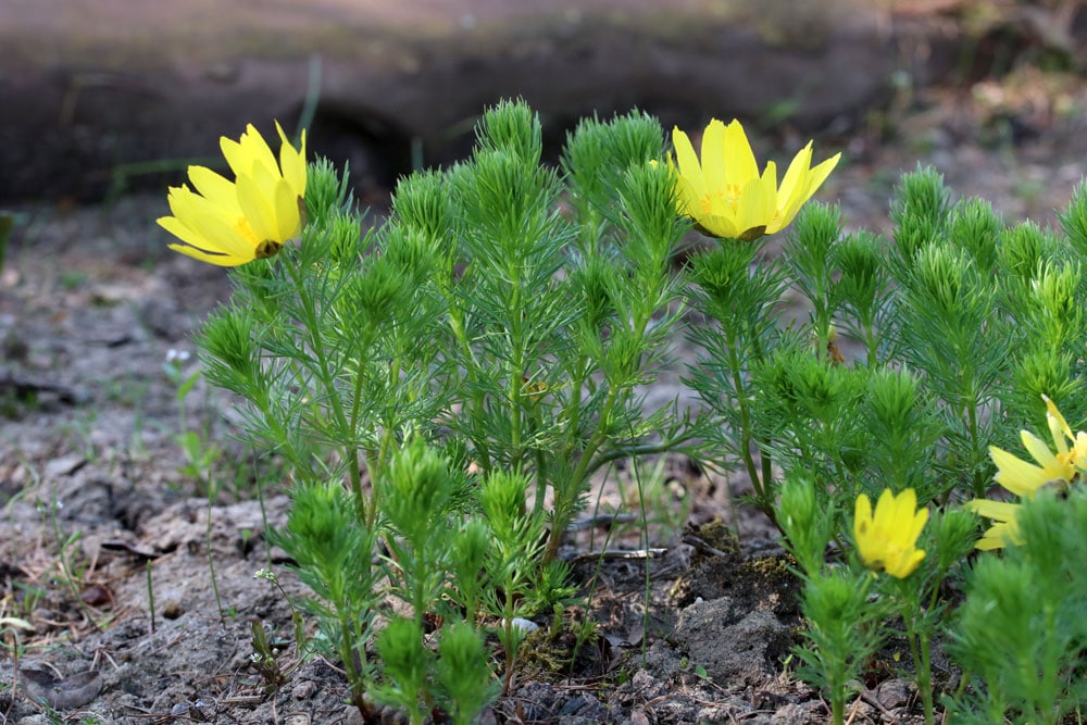 Frühlingsadonisröschen (Adonis vernalis)