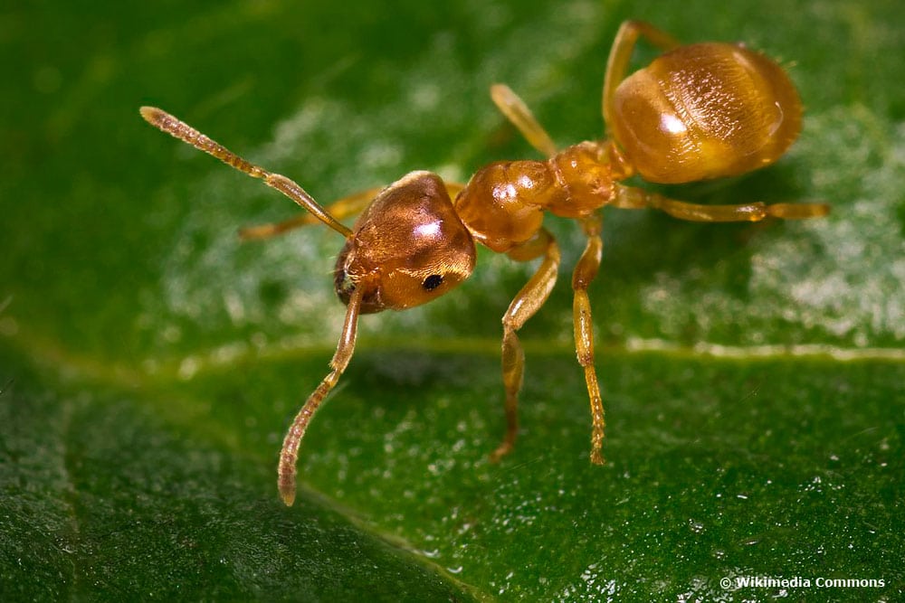 Gelbe Wiesenameise (Lasius flavus), Ameisenarten