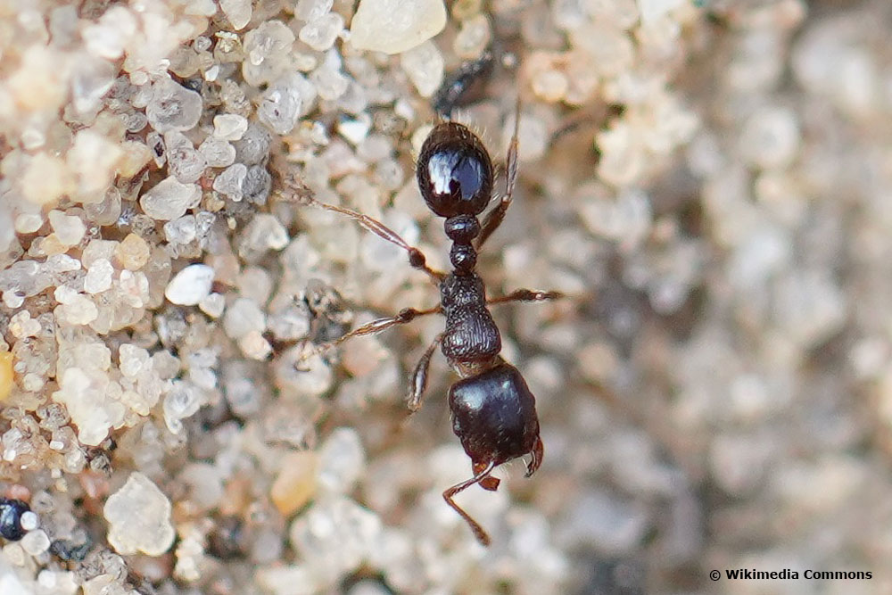 Gemeine Rasenameise (Tetramorium caespitum)