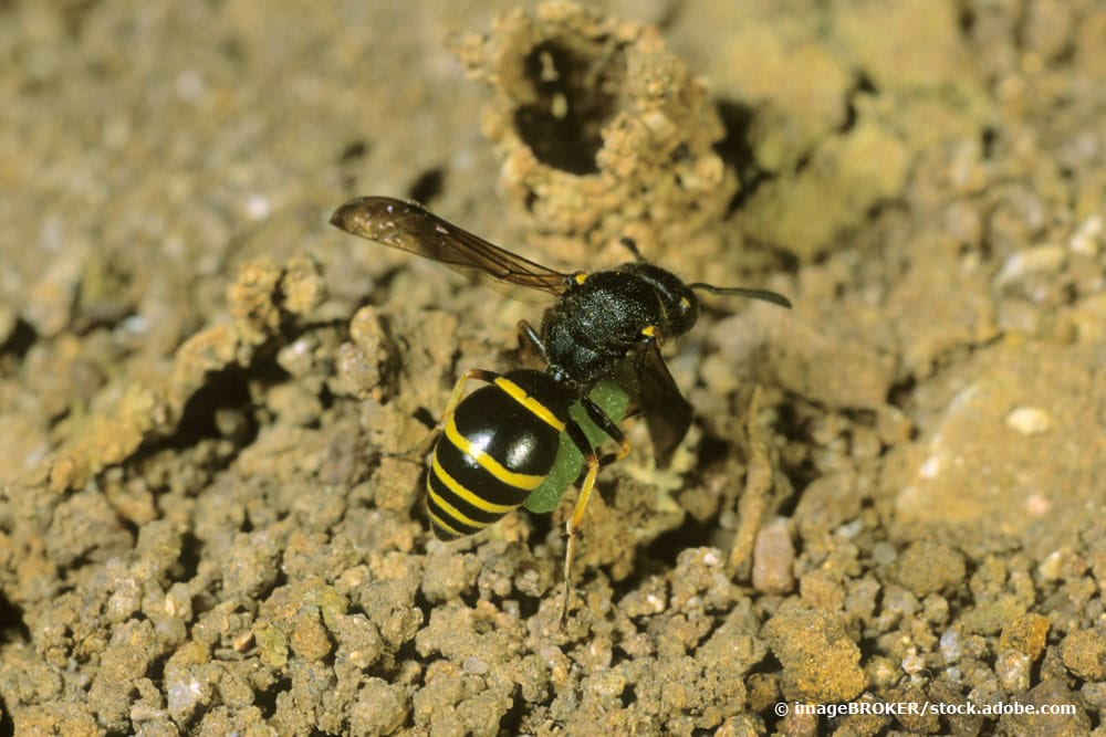 Gemeine Schornsteinwespe (Odynerus spinipes)