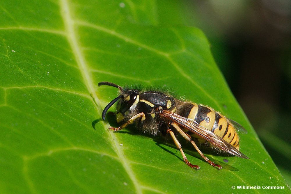 Gemeine Wespe (Vespula vulgaris)