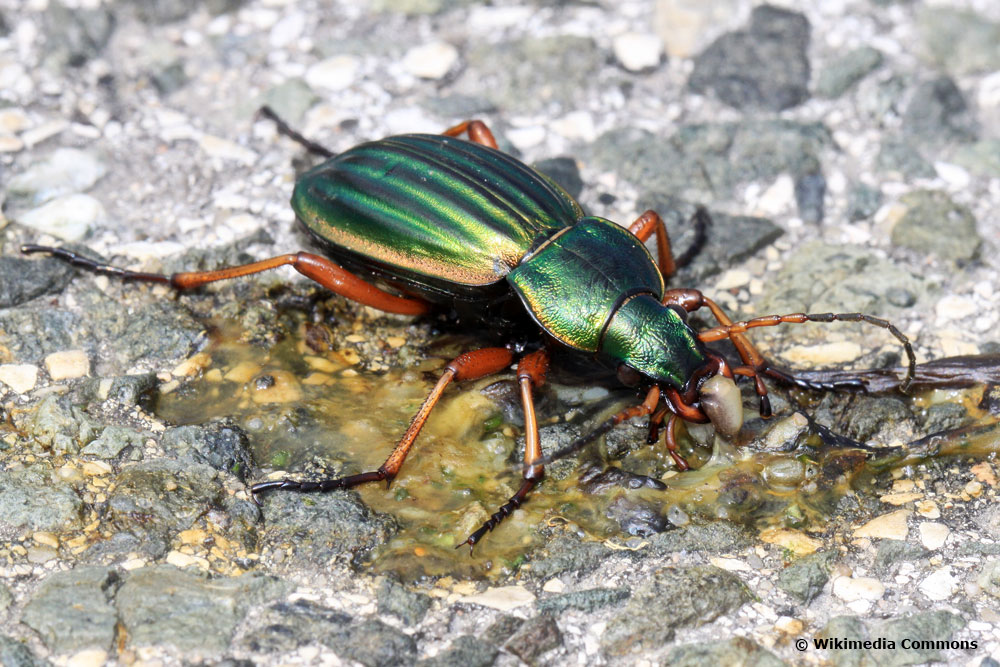 Goldlaufkäfer