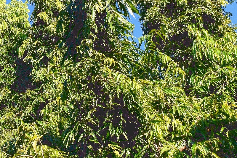 Hänge-Silberlinde (Tilia petiolaris)