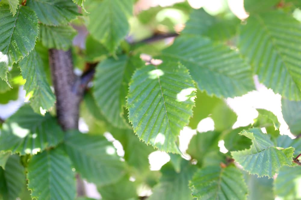 Hainbuche (Carpinus betelus)