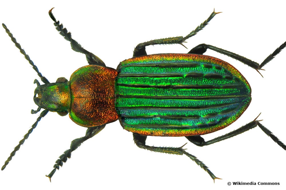 Heidelaufkäfer (Carabus nitens)