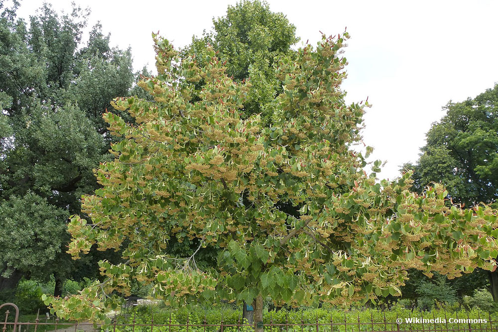 Henrys Linde (Tilia henryana)