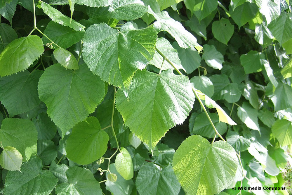 Holländische Linde (Tilia x europaea bzw. vulgaris)