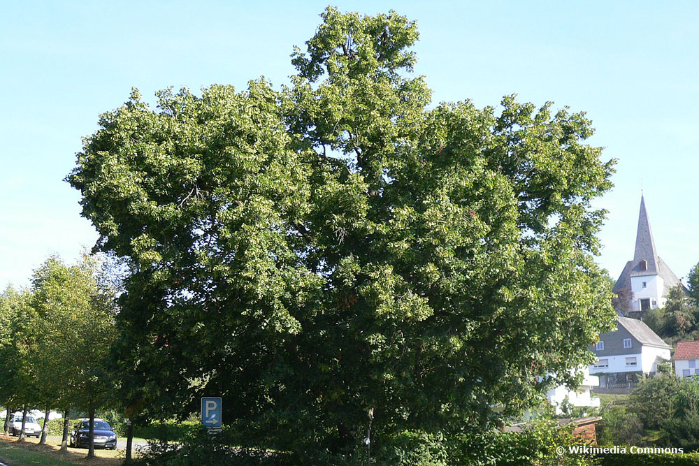 Kaiserlinde (Tilia × europaea var. pallida)