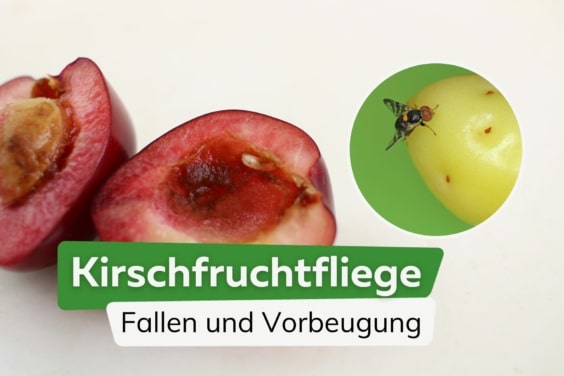 Kirschfruchtfliegen bekämpfen: Fallen und Vorbeugung