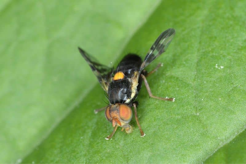 Kirschfruchtfliegen (Rhagoletis cerasi)