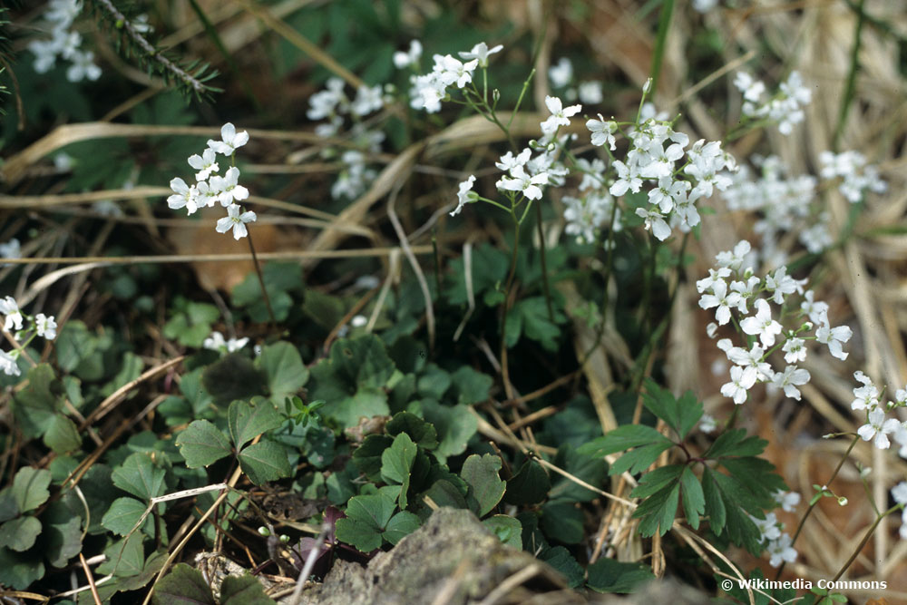 kleeblättriges Schaumkraut (Cardamine trifolia)