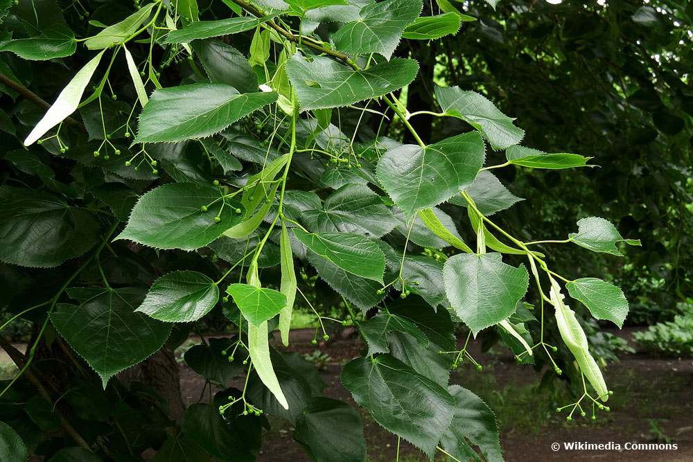 Krimlinde (Tilia x euchlora)