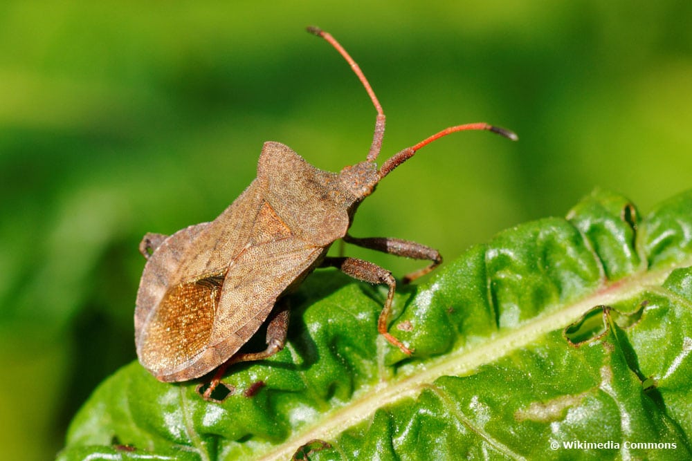 Lederwanze (Coreus marginatus)