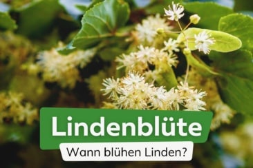 Lindenblüte: Blütezeit von 10 Linden-Arten