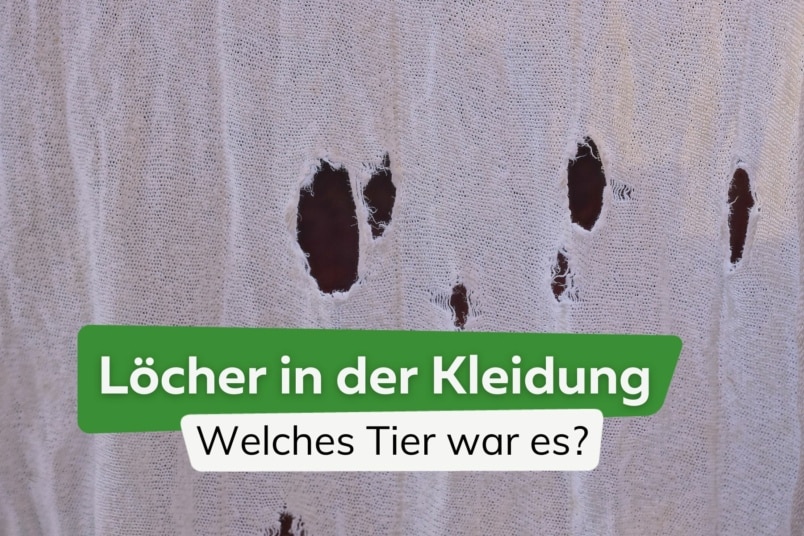 Löcher in Kleidung: welches Tier war es?