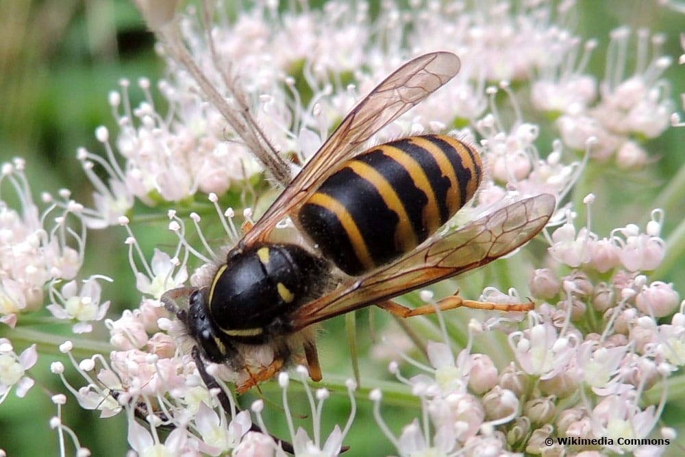 Mittlere Wespe/Kleine Hornisse (Dolichovespula media)